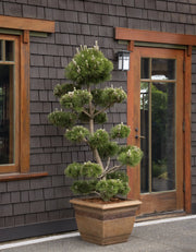 Pine, Thunderhead #10